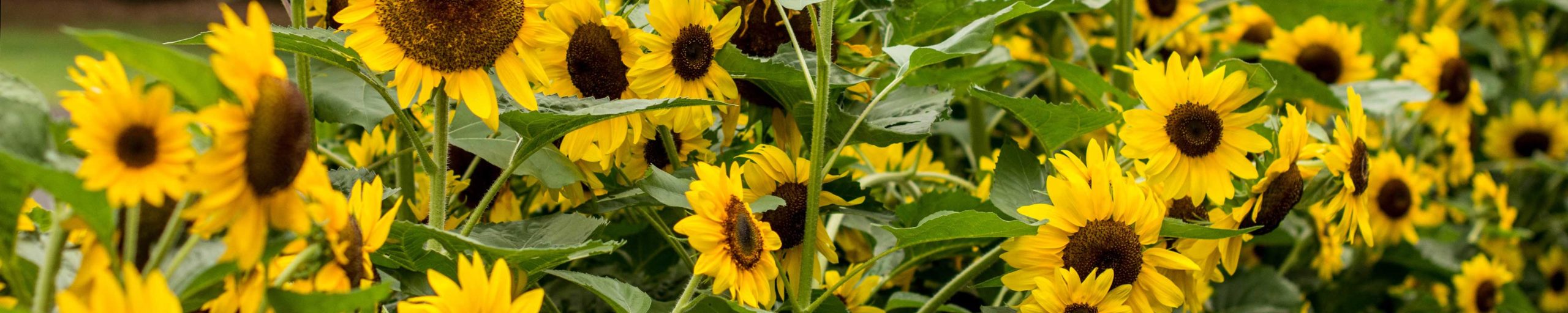 sunflowers